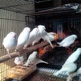 Canaries , Finches,Parrots,Exotics birds,Rares birds and others live birds for ale