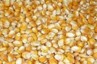 Yellow and White Corn Leading Manufacturer