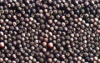 Quality Black Pepper