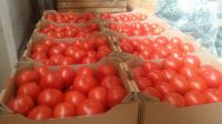 Tomatoes red round