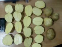 Quality Potatoes By Wholesale - For Export
