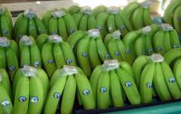 FRESH CAVENDISH BANANAS