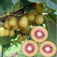 Best price and best kiwis in Cental America