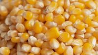 Natural Yellow Corn Grains 