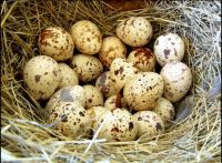Fresh quail eggs and meat