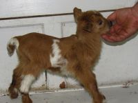 nigerian dwarf goat for sale