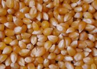 Yellow Corn & Pop Corn Seed Kernels