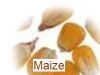  Maize | Maize Exporter | Corn Grain Seller | Maize Buyer | Bulk Maize Grain Importer | Corn bean Buyer | Corn bean Wholesaler | Corn Grain Manufacturer | Best Quality Corn Grain | Cheap Maize Supplier | Low Price Corn | Yellow Corn | White Cron | Baby Ma