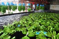 cavendish banana