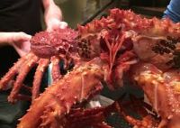 Wild Caught Red King Crabs / King Crab Parts