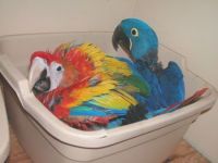 Exotic Parrots for sale.