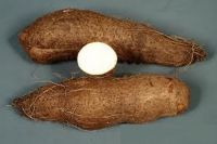 Yam Tubers