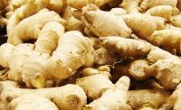 Ginger fresh from farm