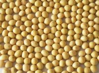 SOYBEAN HIGH QUALITY FROM VIET NAM