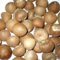 Betel Nut Whole Indonesian
