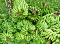 Cavendish Bananas 