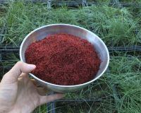 10KG of Saffron