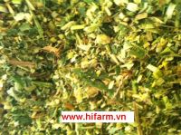 CORN SILAGE HIGH QUALITY