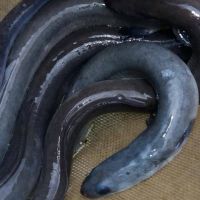 Live Freshwater Eel