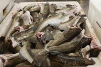 Dry fish, anchovy dry fish, stock fish, Salmon HOG, salmon fillet, atlantic mackerel