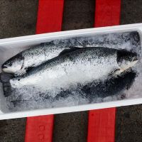 Atlantic Salmon, Salmon HOG, salmon fillet, atlantic mackerel