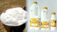 milk powder