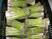 FRESH GREEN ASPARAGUS