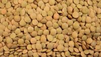 Organic green lentils