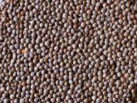 Organic red lentils