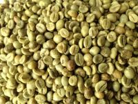 Green Robusta coffee beans