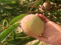Organic Mangoes