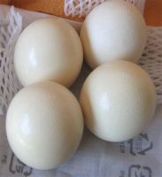 xx FRESH LAID OSTRICH AND PARROTS EGGS AND THEIR CHICKS AVAILABLE FOR SALE