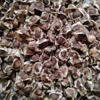 Moringa Seeds 