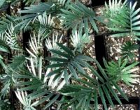 Encephalartos Seedlings And Araucaria Seedlings