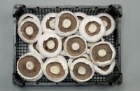 Fresh Mushrooms From Poland