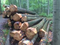 European oak logs