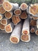 teak wood logs