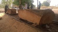 Cashew Nuts, Sesame seeds, Palm oil, Cocoa, Fresh soybean, Logistics,