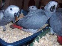 African greys and Macaws available