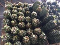 Fresh pineapples, mango, dragon, coconut, lemon, â�¦and vegetables - seafood