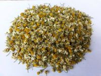 Chamomile 