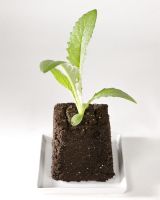 Coco Peat Starter Blocks