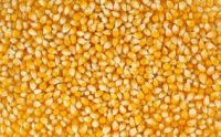 Corn yellow for animal feed