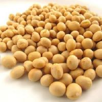 Soybean