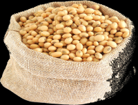 Soybean