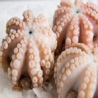 Fresh Octopus