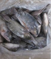 Fresh Frozen tilapia fish