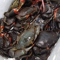 Live Mud Crab