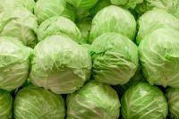 Fresh Cabbage 