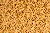 Mustard Seeds